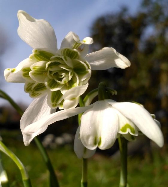 Galanthus Flore Pleno 5/6