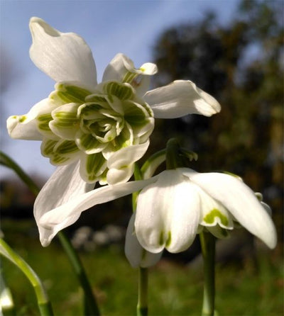 Galanthus Flore Pleno 5/6