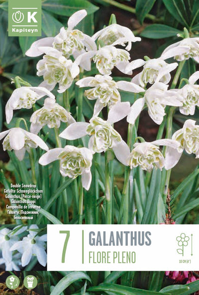 Galanthus Flore Pleno 5/6
