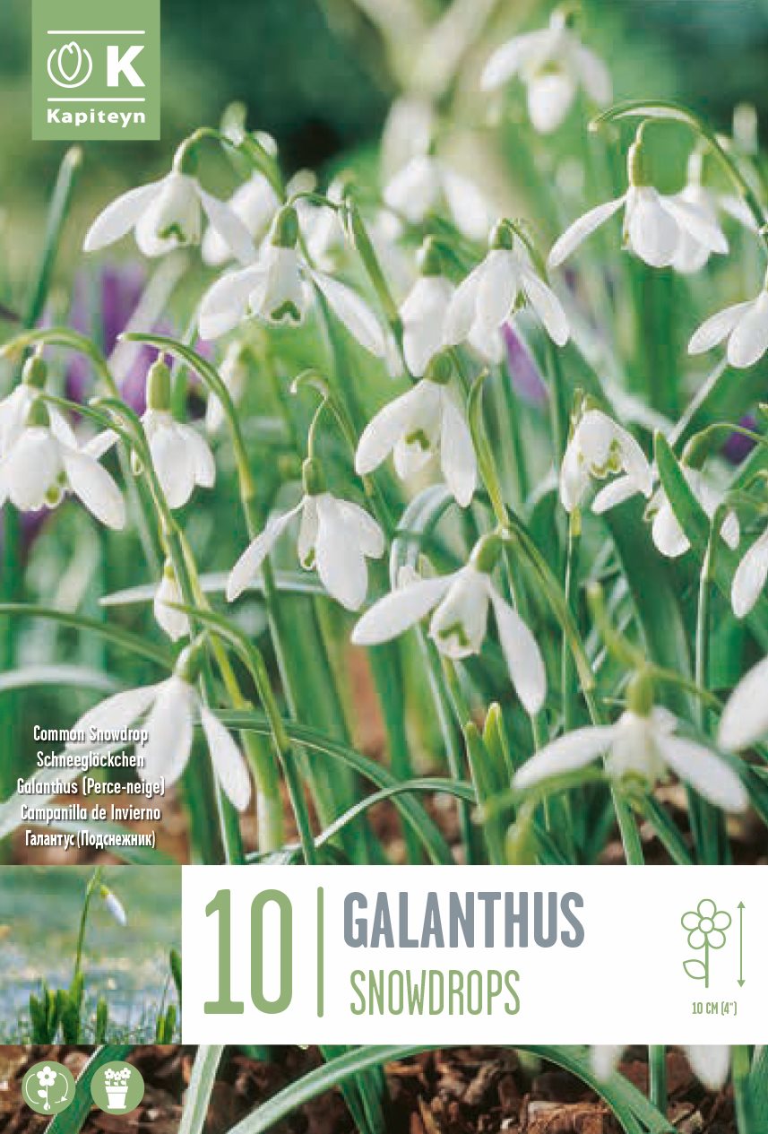 Galanthus Snowdrops 5/6