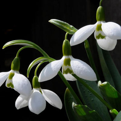 Galanthus Snowdrops 5/6