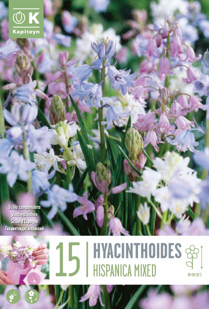 Hyacinthusoides Mixed Colours 7/8