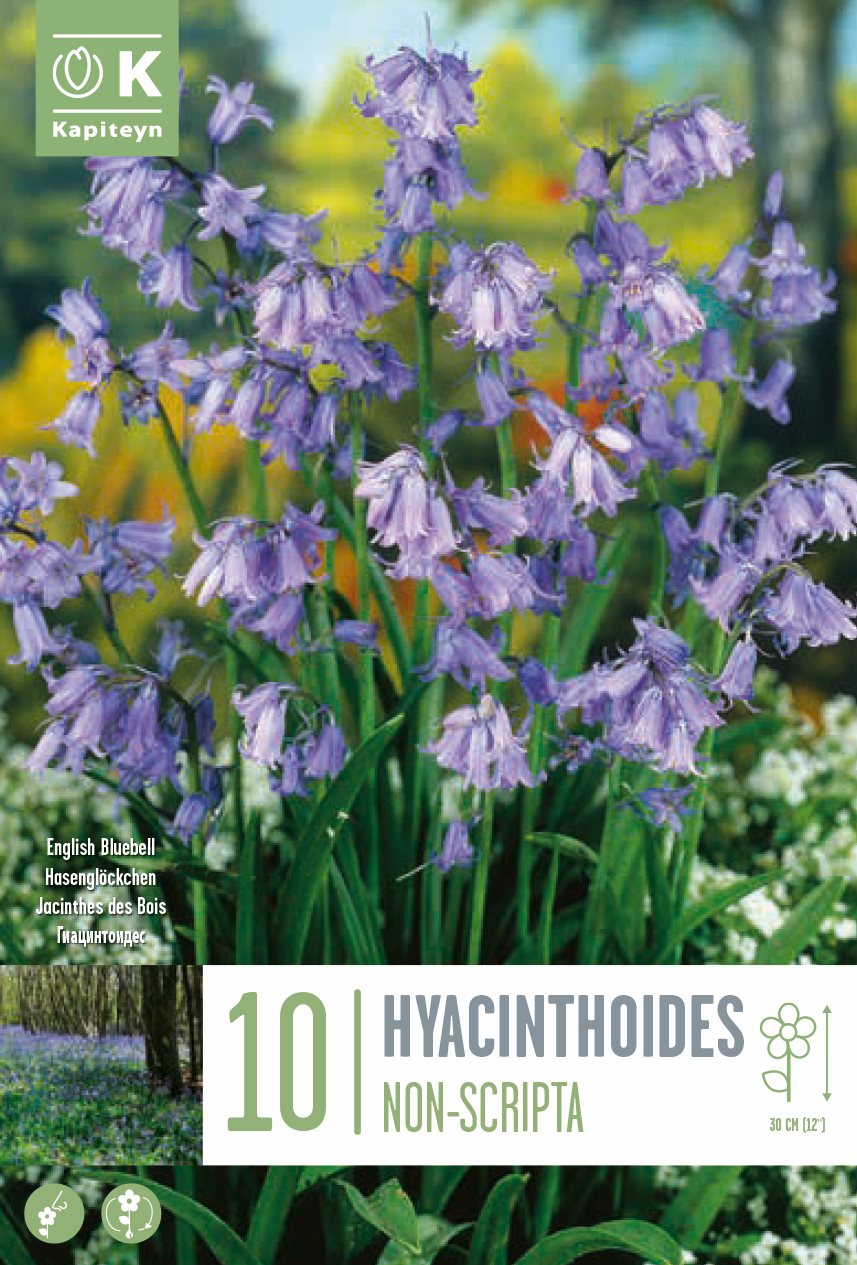 Hyacinthusoides Non-Scripta