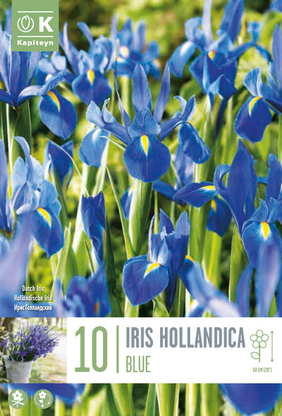 Iris Blue