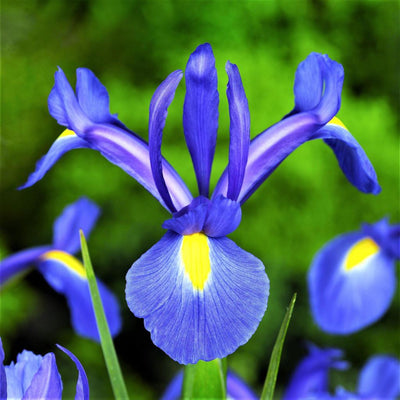 Iris Blue
