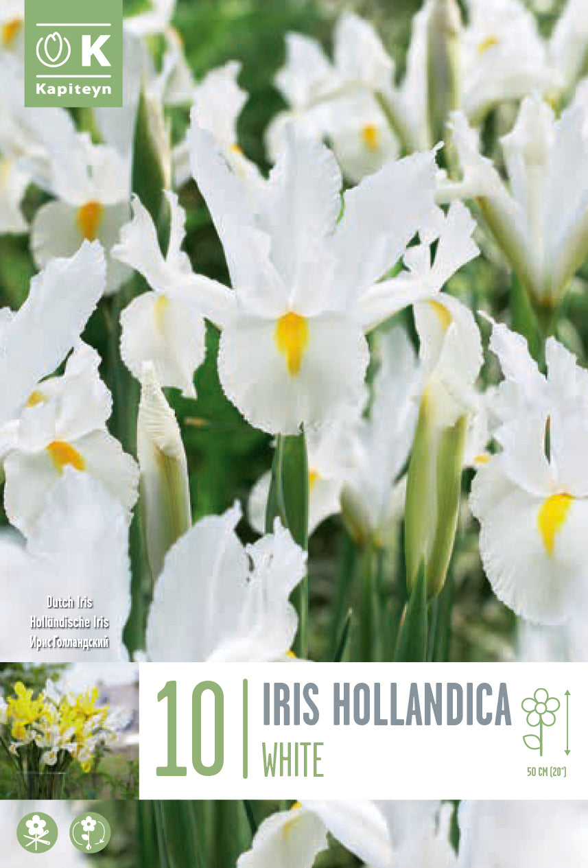 Iris White