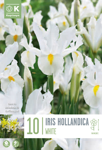 Iris White