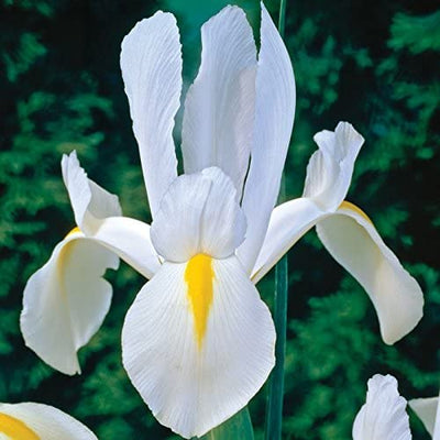 Iris White