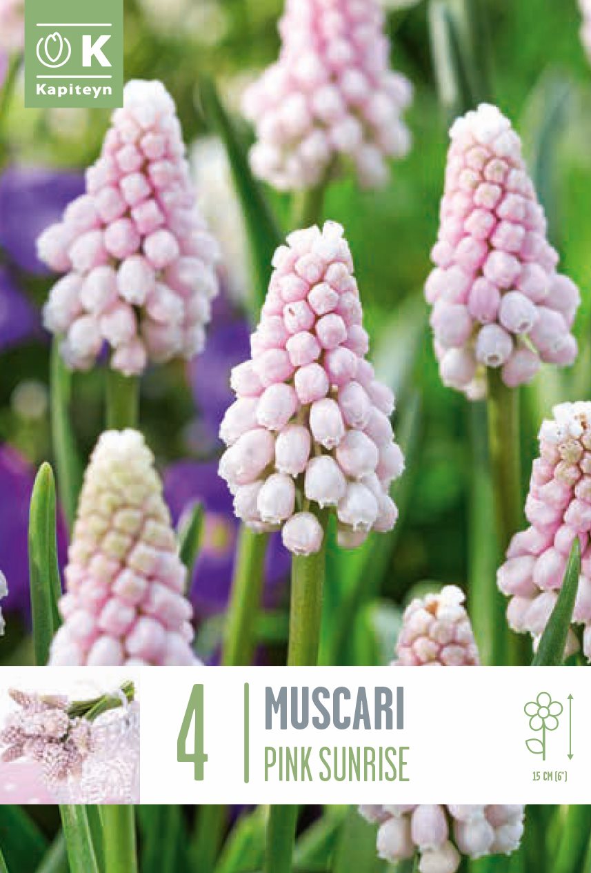 Muscari Pink Sunrise
