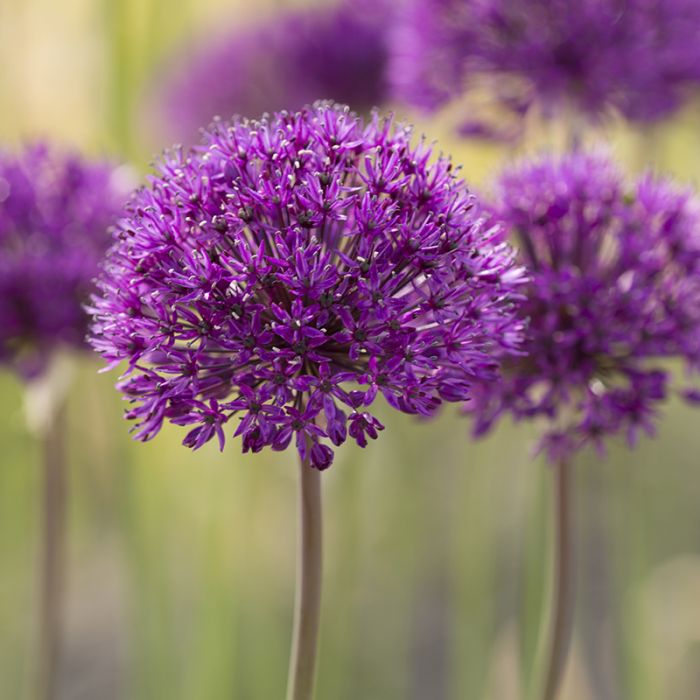 Allium Purple Sensation