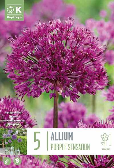 Allium Purple Sensation
