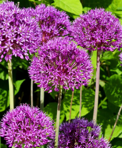 Allium Purple Sensation