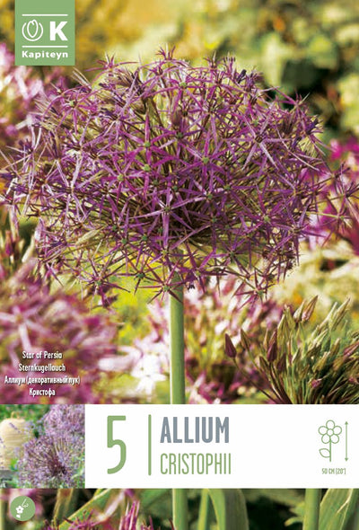 Allium Cristophii