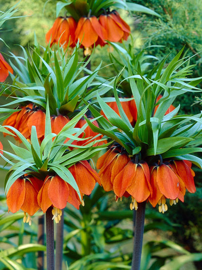 Fritillaria Rubra