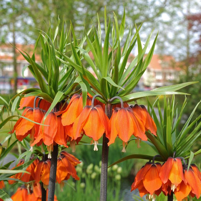 Fritillaria Rubra