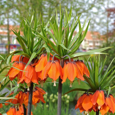 Fritillaria Rubra