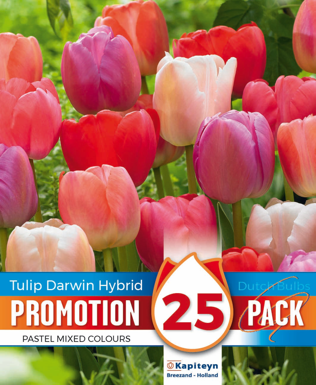 Promo Tulipa Darwin Hybrid Pastel Mixed Colours