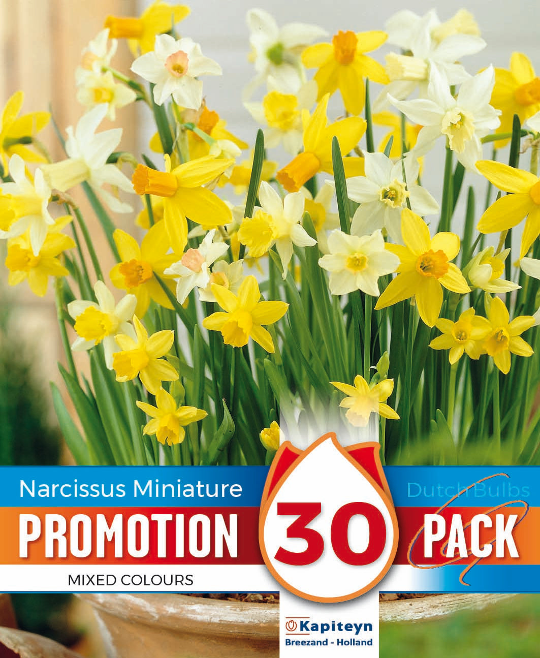 Promo Narcissus Botanical Mixed Colours