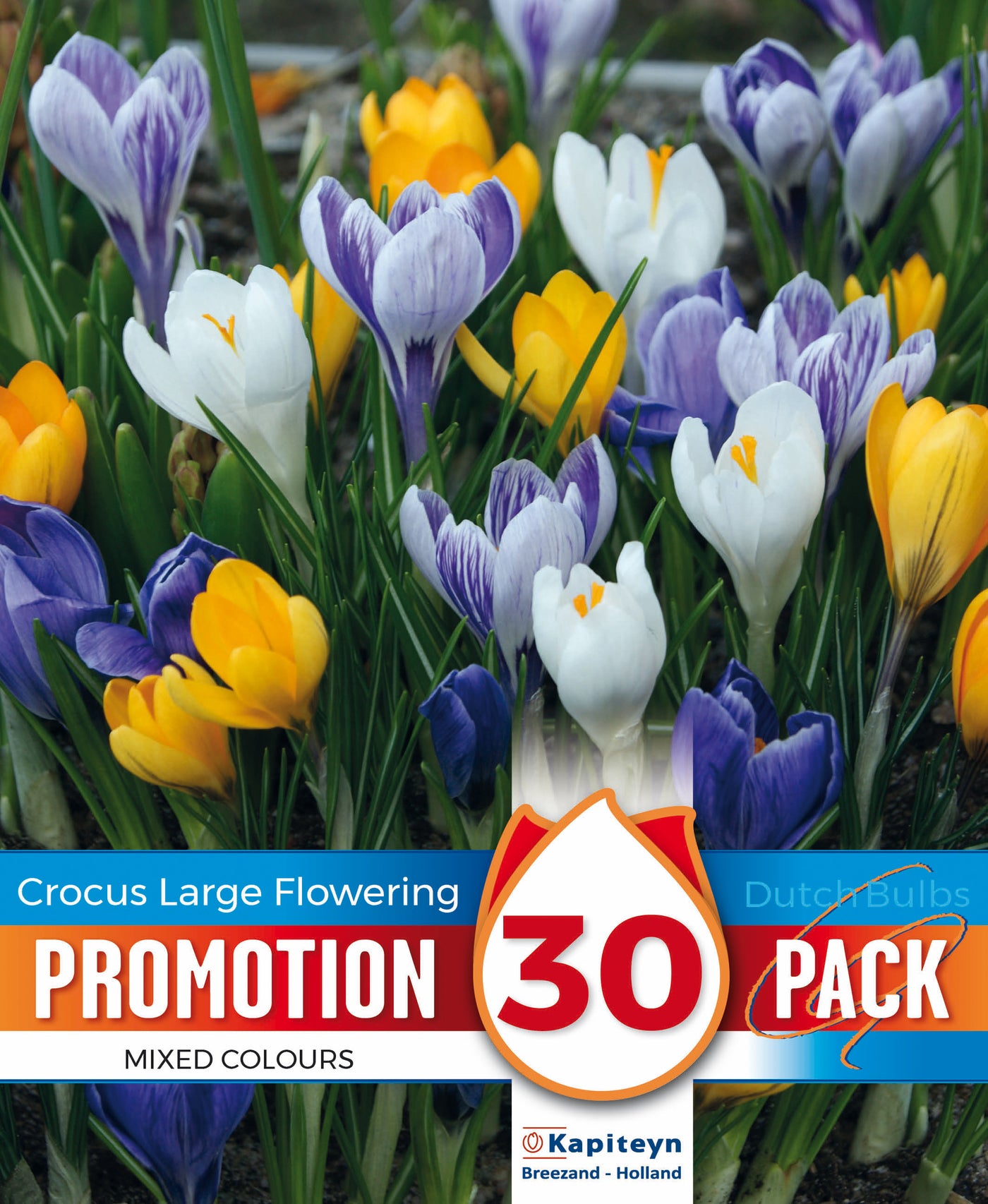 Promo Crocus Vernus Mixed Colours