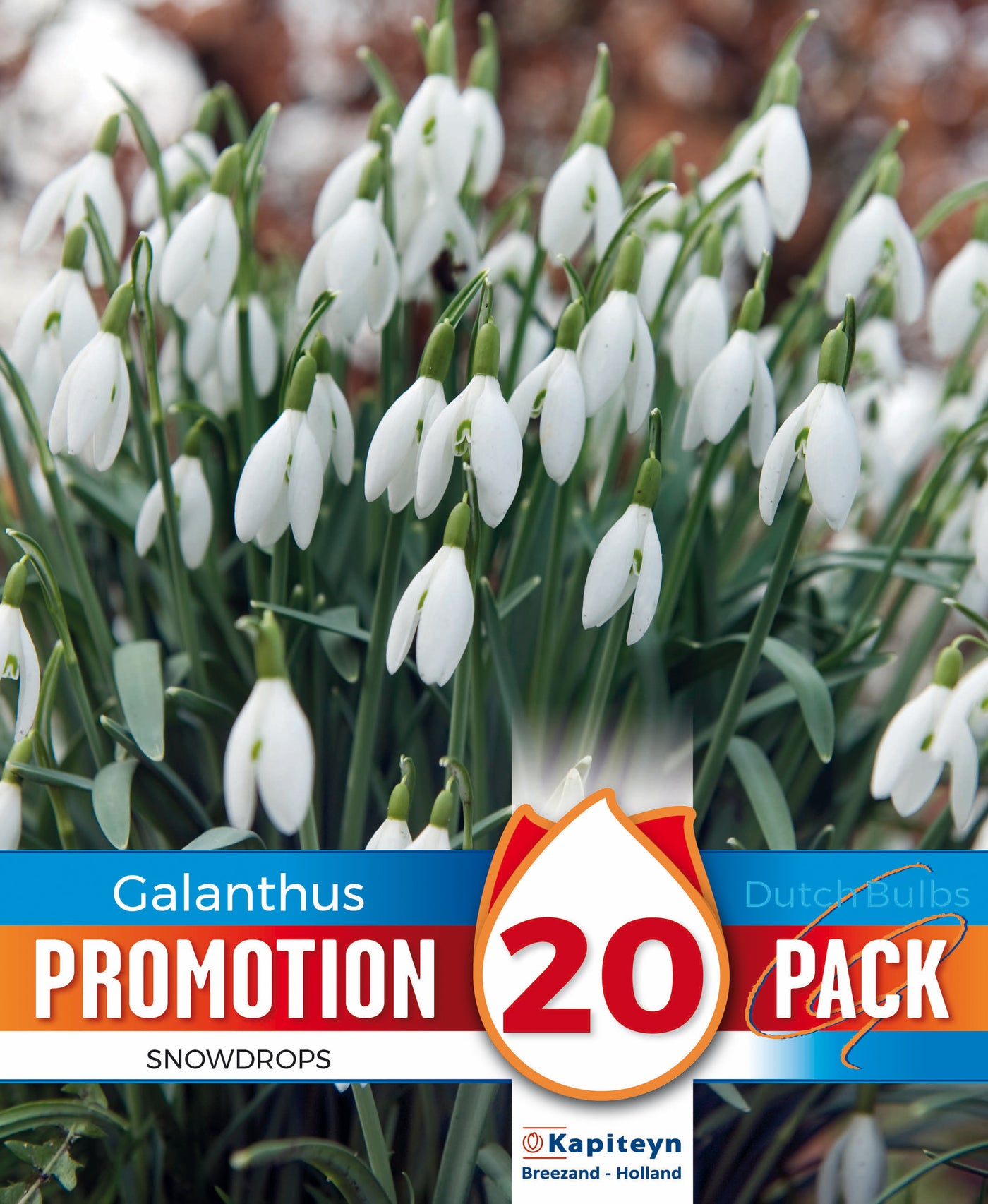 Promo Galanthus Snowdrops
