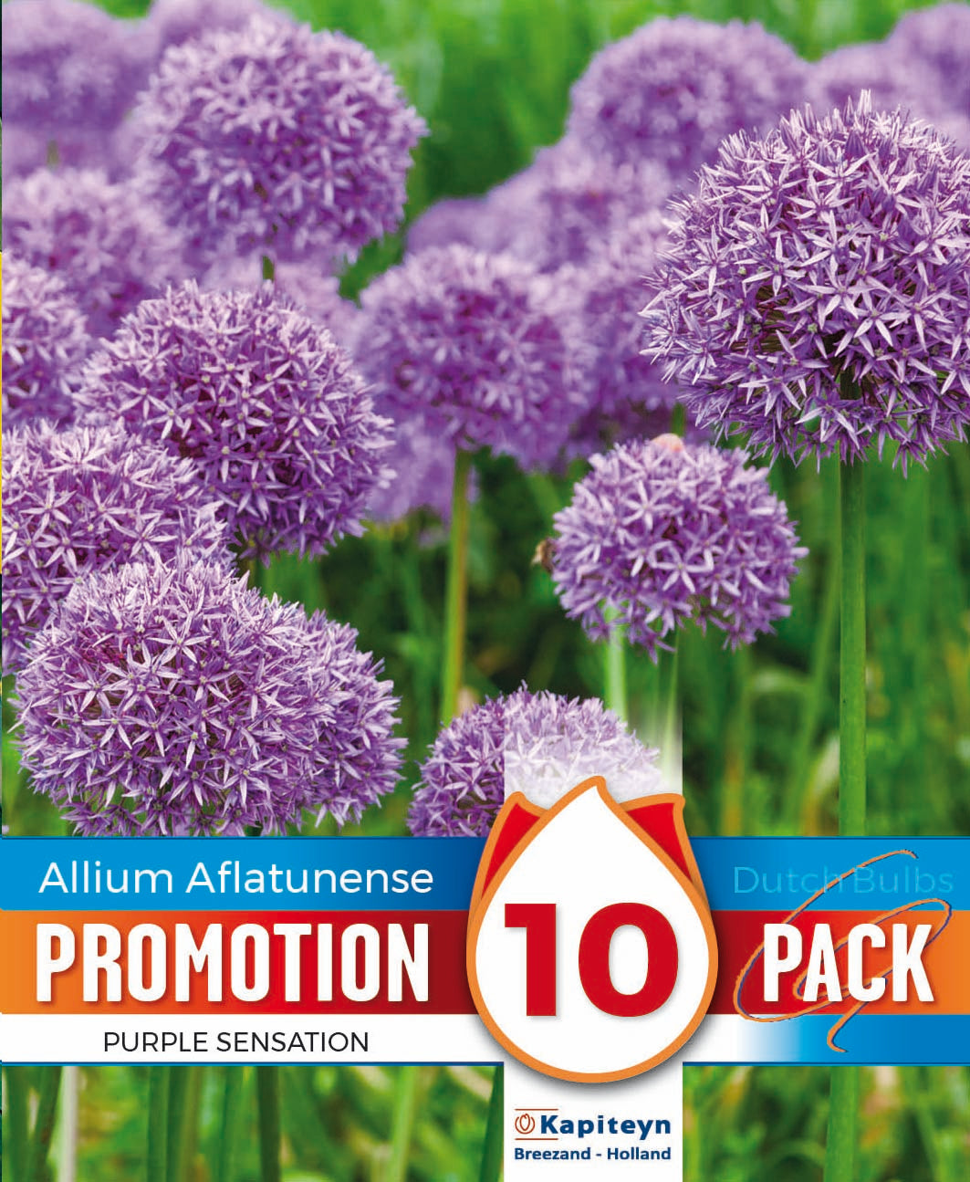 Promo Allium Purple Sensation