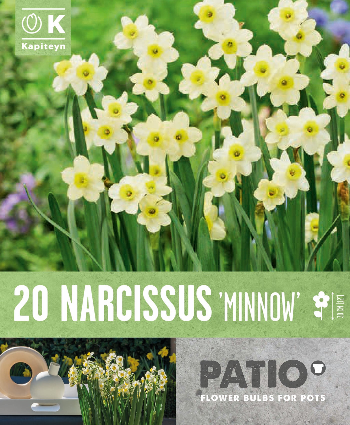 Narcissus Tazetta Minnow