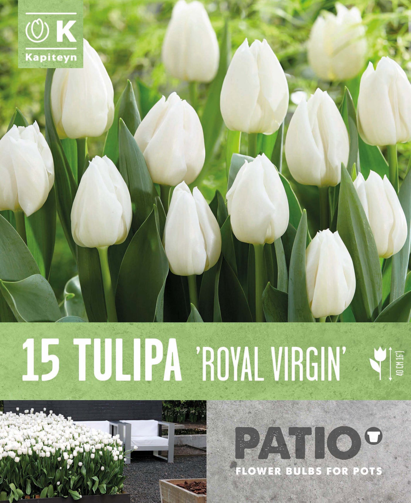 Tulipa Royal Virgin 11/12