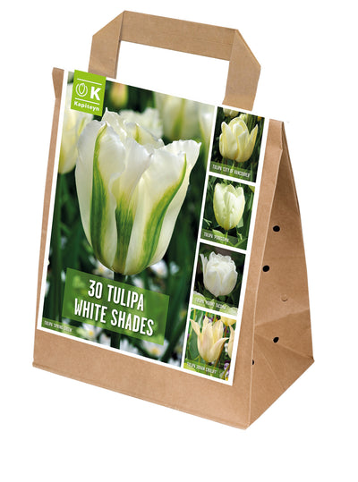 Shades Of Colour Tulipa White 11/12