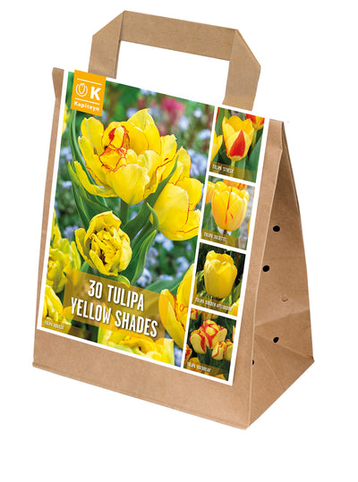 Shades Of Colour Tulipa Yellow