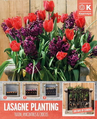 Lasagne Planting Red & Purple