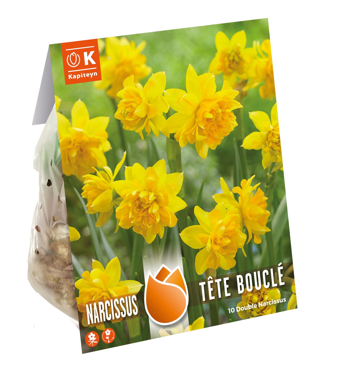 Narcissus Tete Boucle - Double Blooming