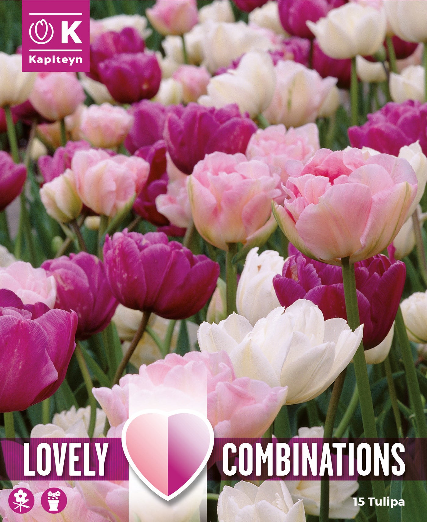 Combi Tulip Pink,Purple,White