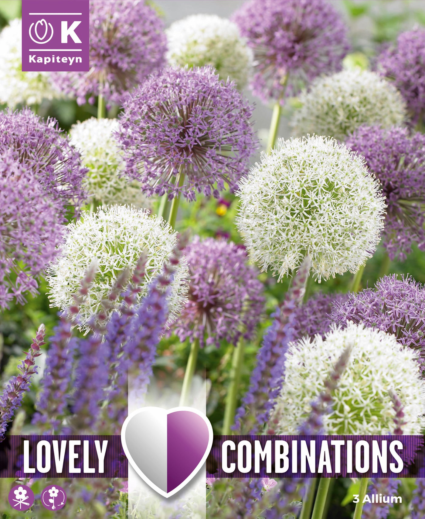 Combi Allium Giant Bulbs