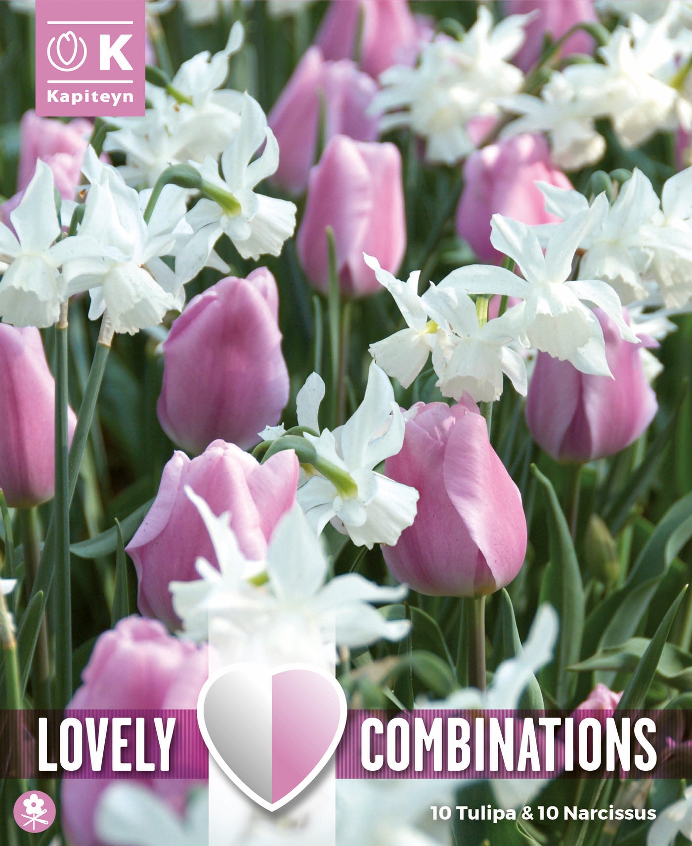Combi Tulipa Pink & Narcissus White