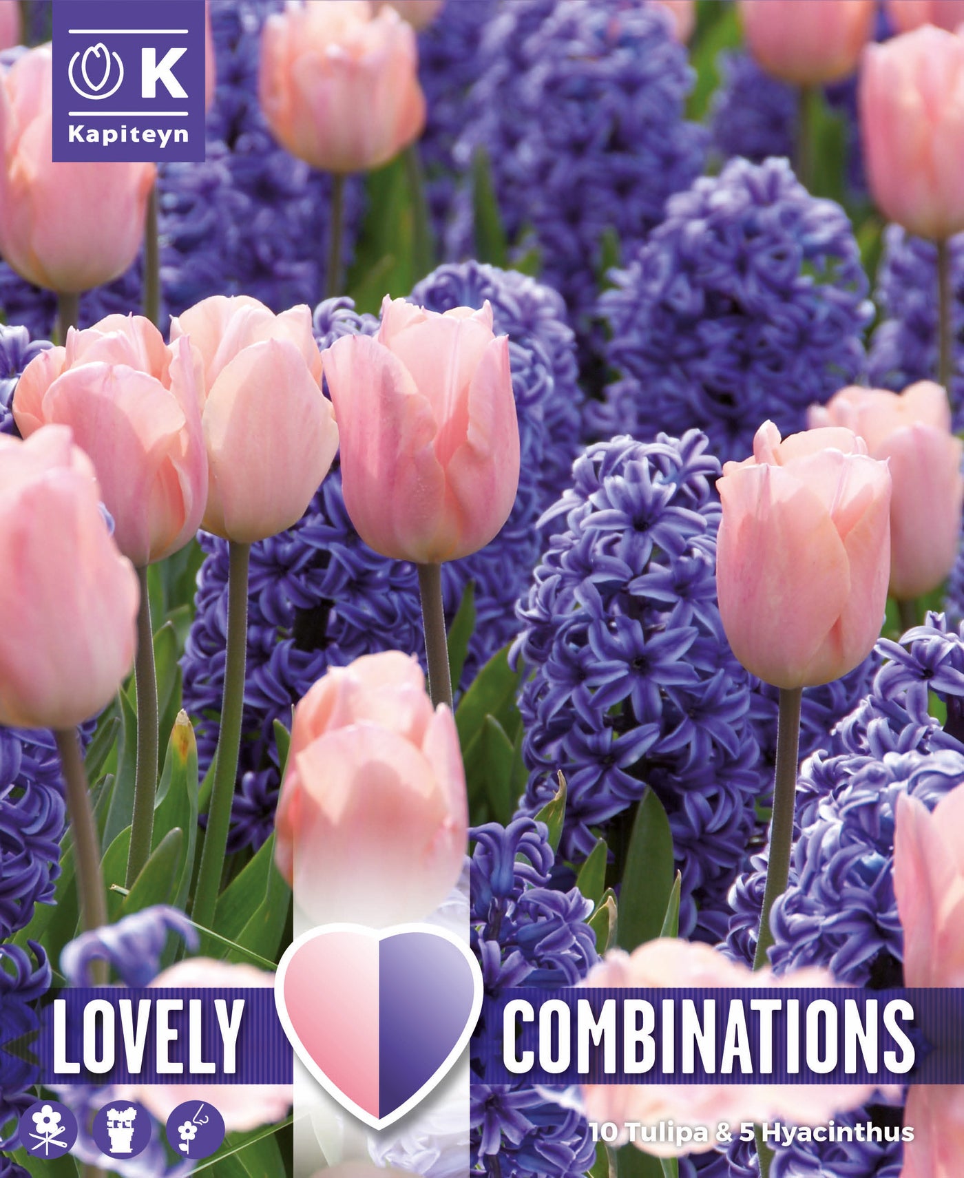 Combi Hyacinthus Blue & Tulipa Pink