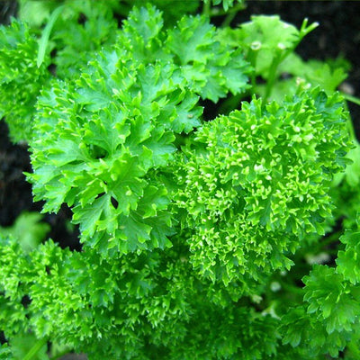 Herb Parsley Champion