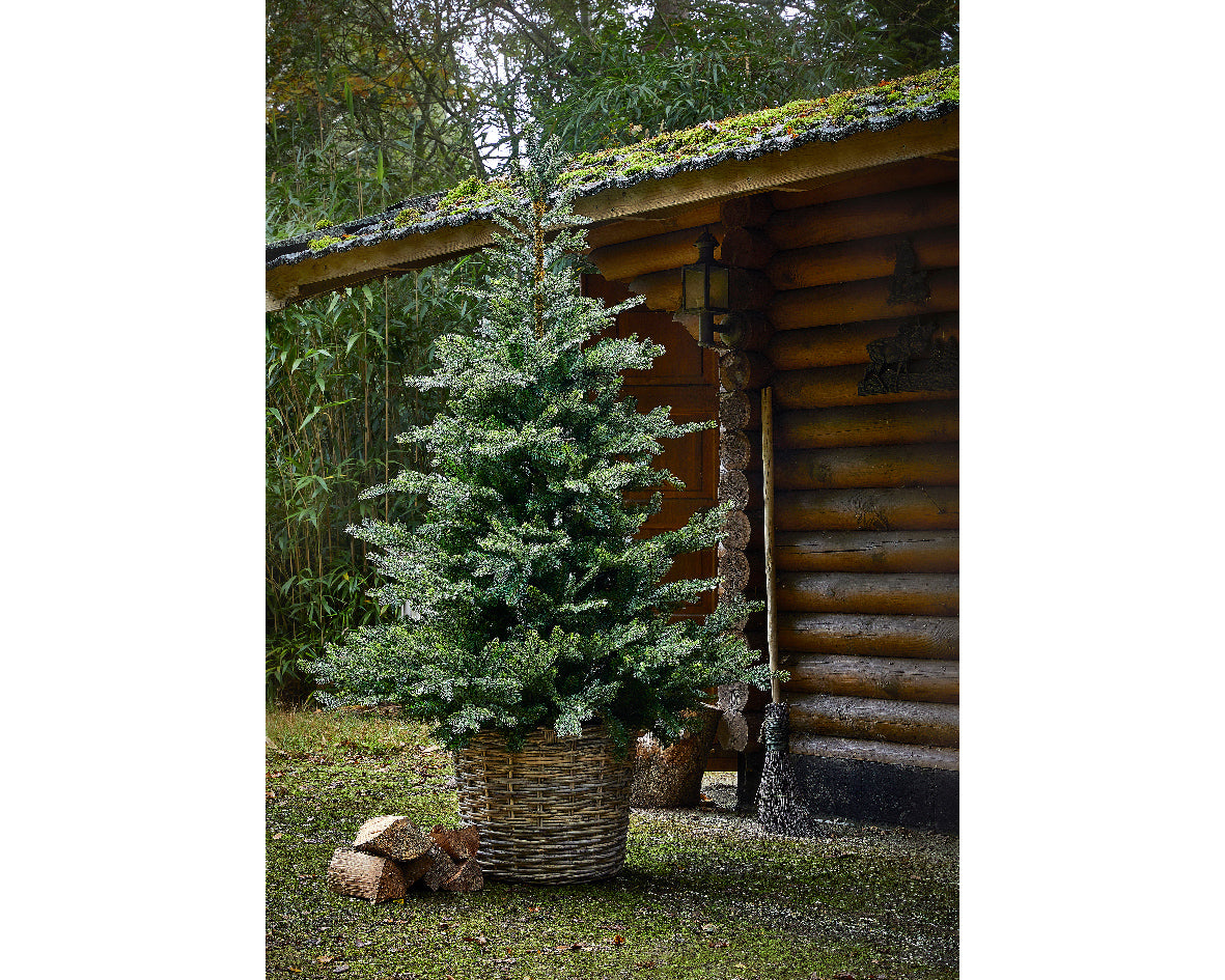 Grandis Fir - 7ft (210cm) - Artificial Tree