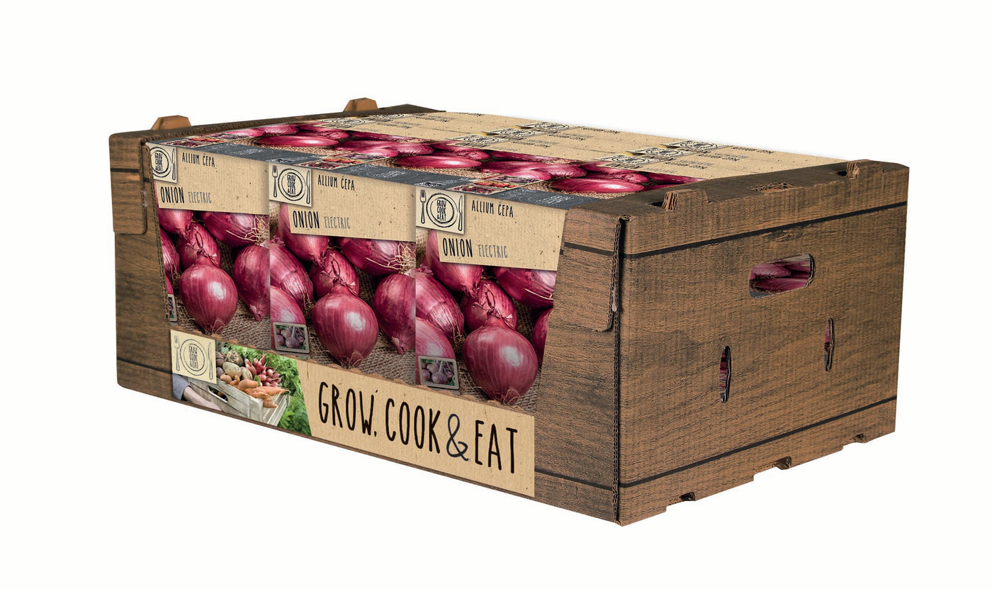 Onionset Electric (Overwinter Red)