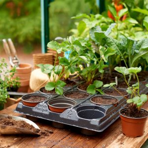 Grow It Growing Tray with 18 Round Pots