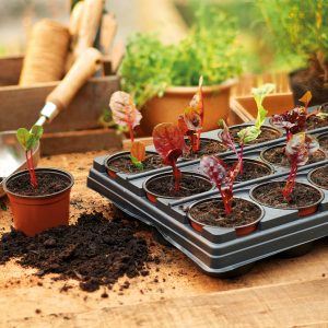 Grow It Growing Tray with 18 Round Pots