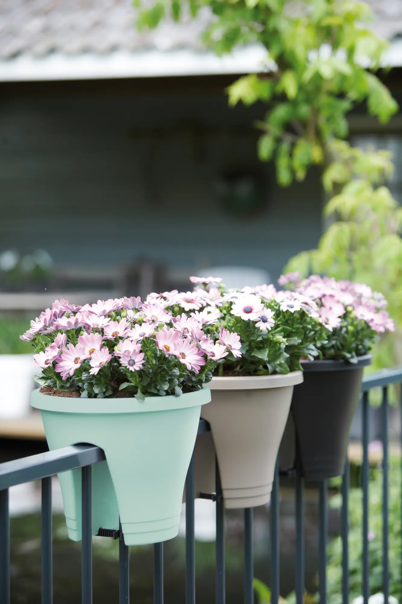 Corsica Flower Bridge 30Cm (Mint)