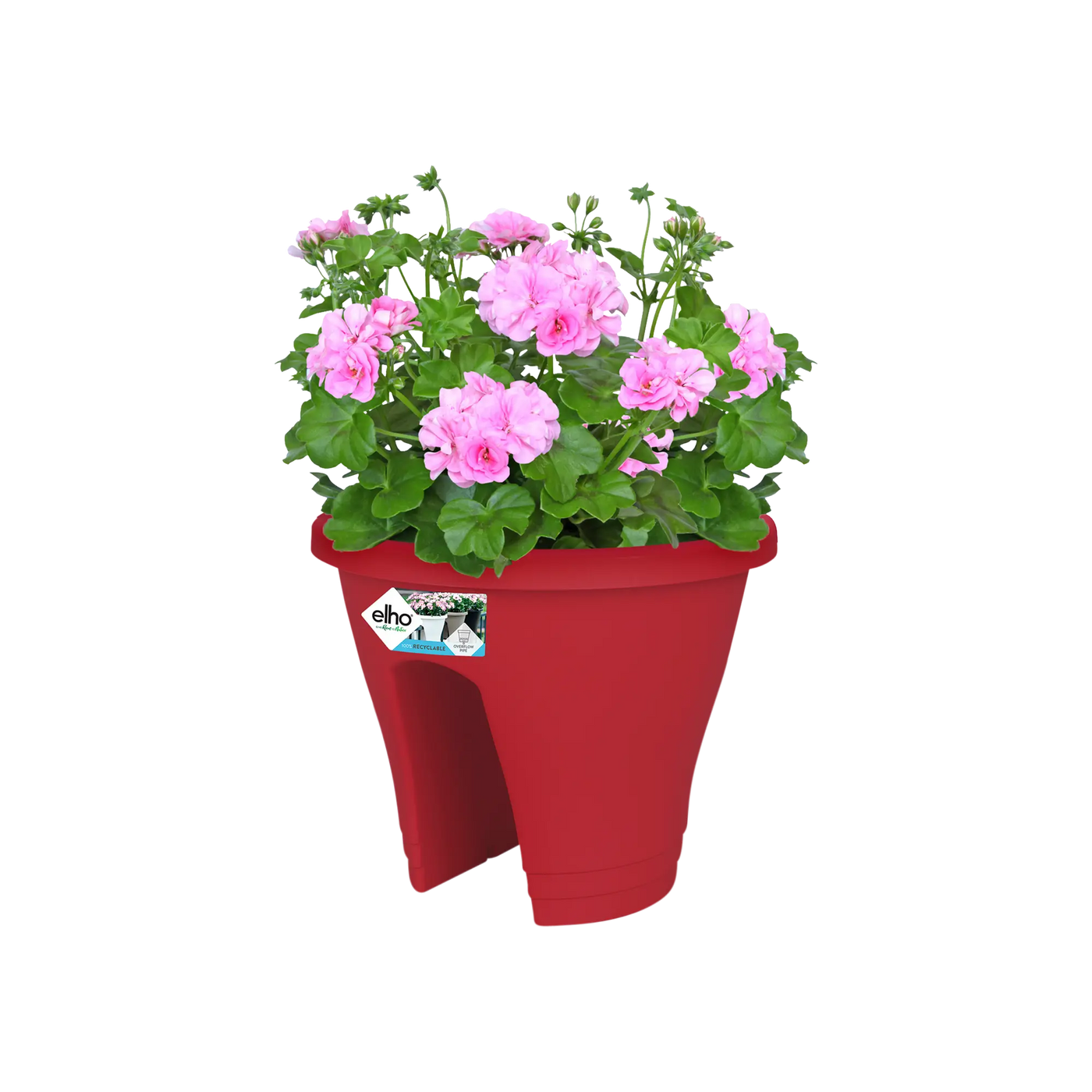 Corsica Flower Bridge 30Cm (Red)