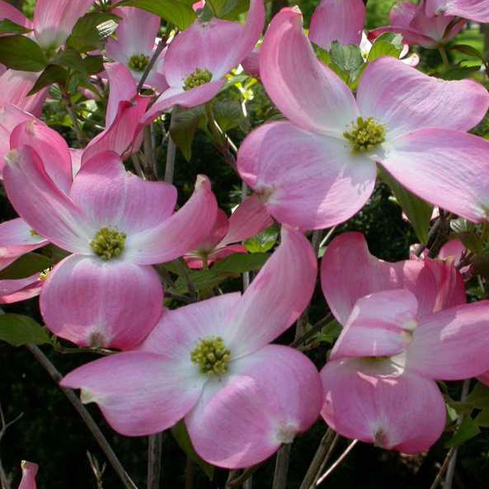 Dogwood (Cornus) - Florida Rubra