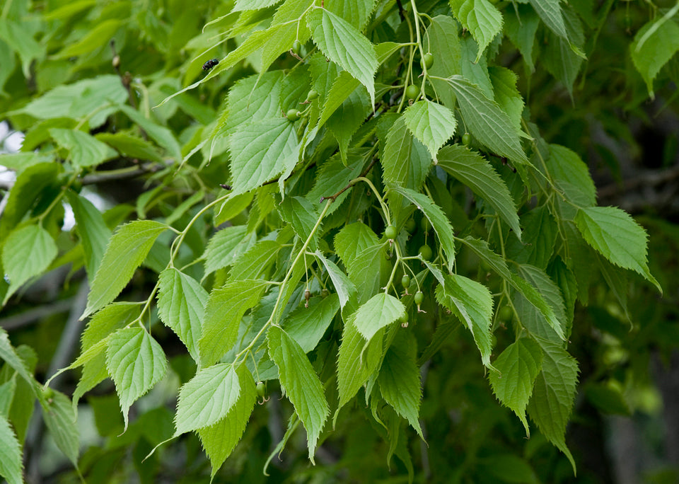 Celtis Australis CLT 25-35 08-10 A.F.