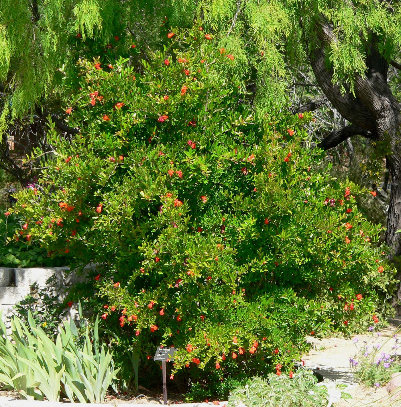 Pomegranate Tree (Punica Granatum)