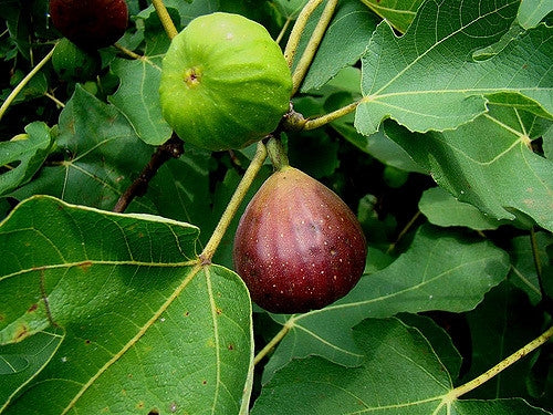 Ficus Carica Brown Turkey CLT 285 Art.35 Extra