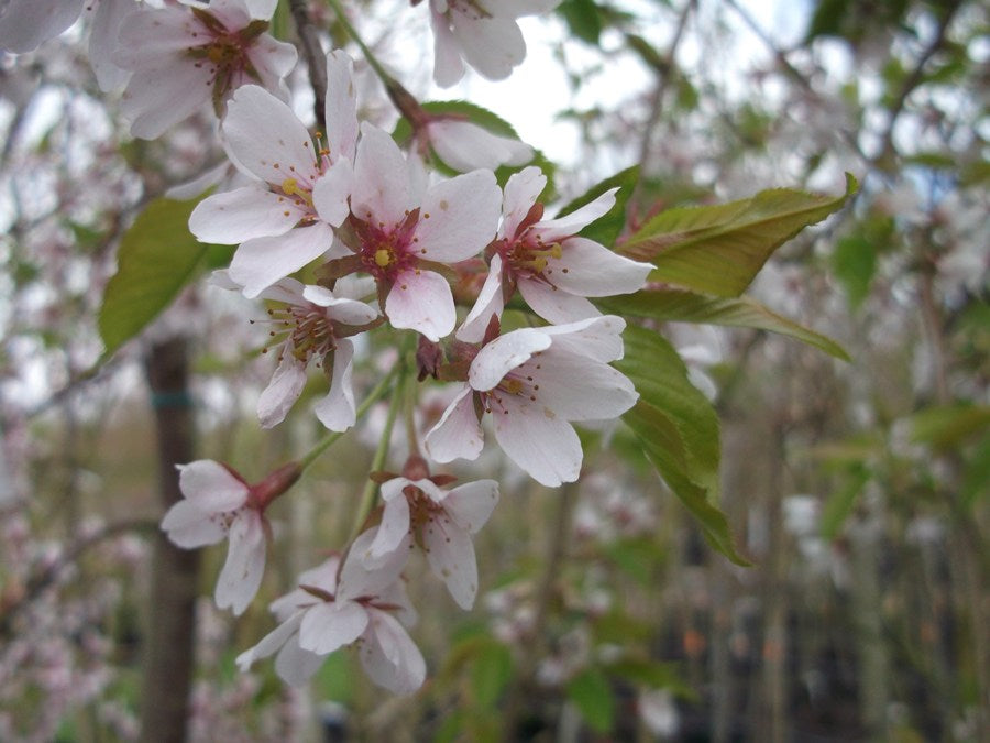 Prunus X Yedoensis Ivensii Pendula CLT 25 10-12 A.F.