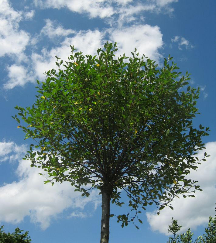 Prunus Fruticosa Globosa CLT 70 20-25 A.F.