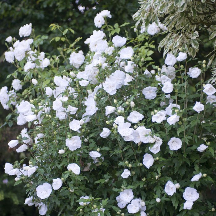 Hibiscus Syriacus White Chiffon New-CLT 30 125-150