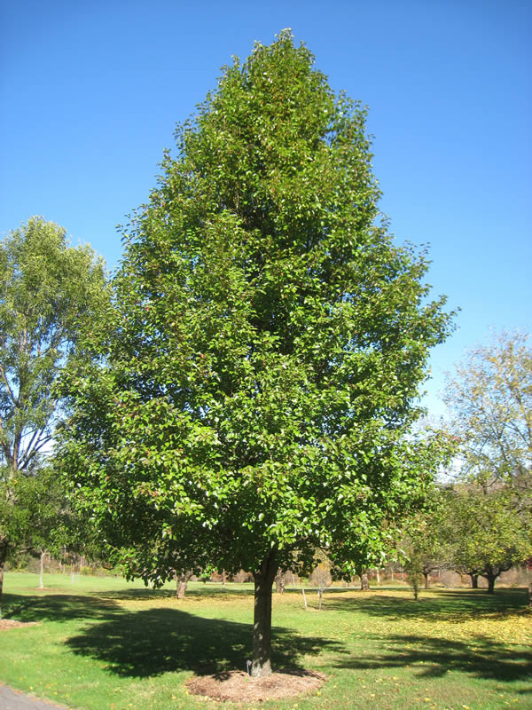 Chanticleer Pear Tree (Pyrus Calleryana Chanticleer)